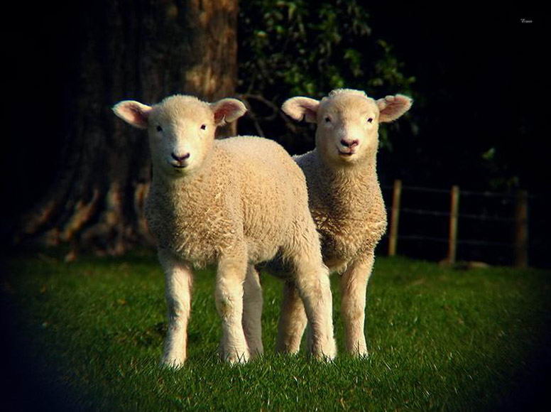 ���������