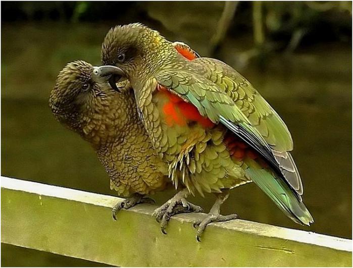 ���������