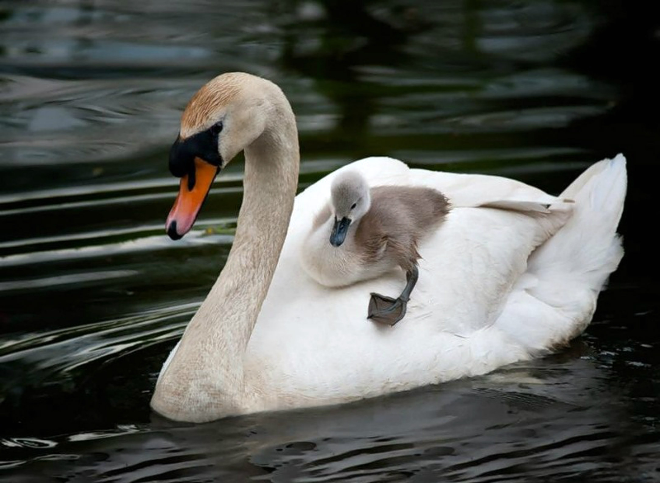 ���������