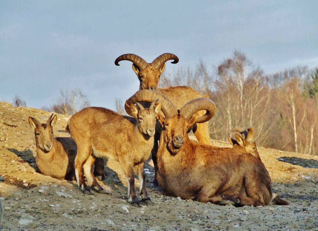 ���������