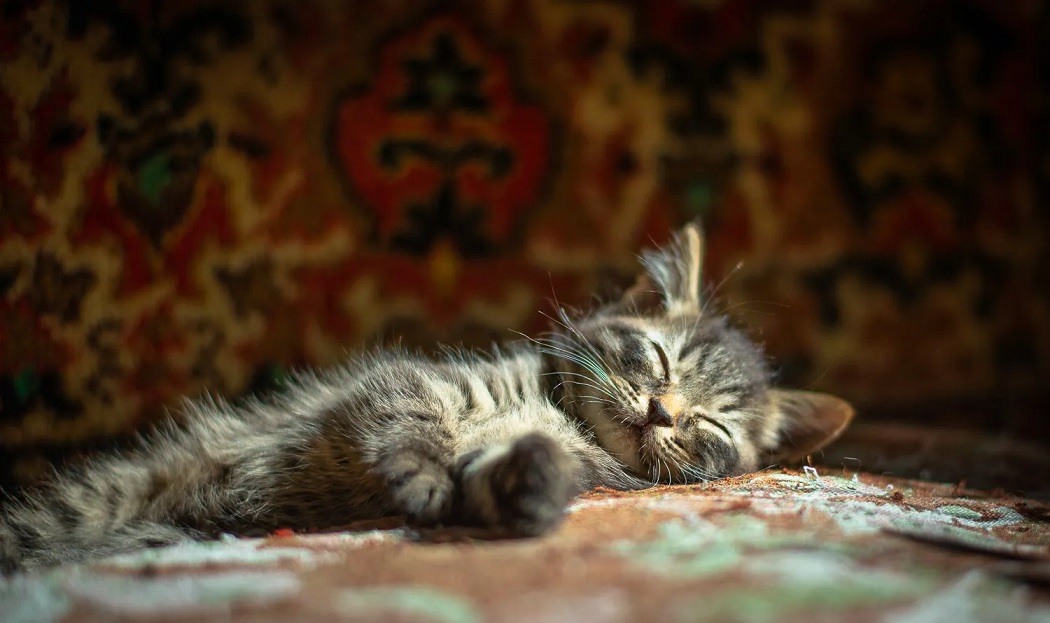 ���������