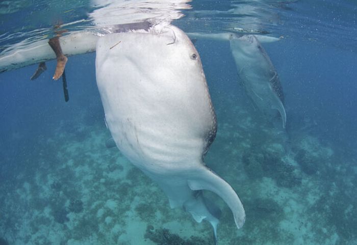 ���������