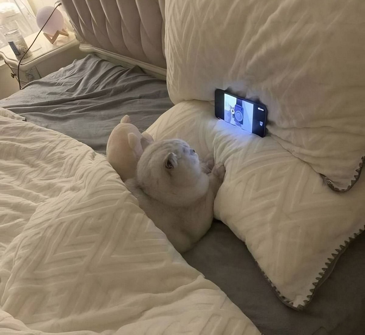 ���������