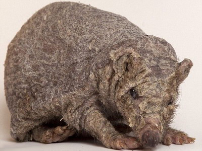 ���������