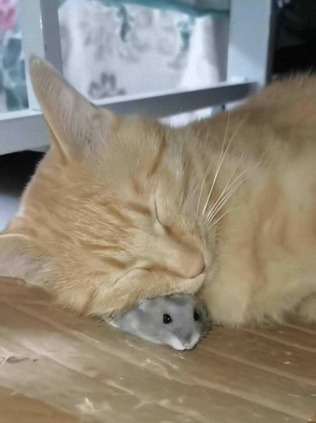 ���������