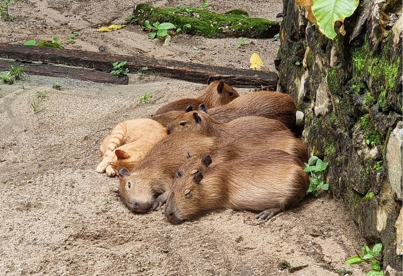 ���������