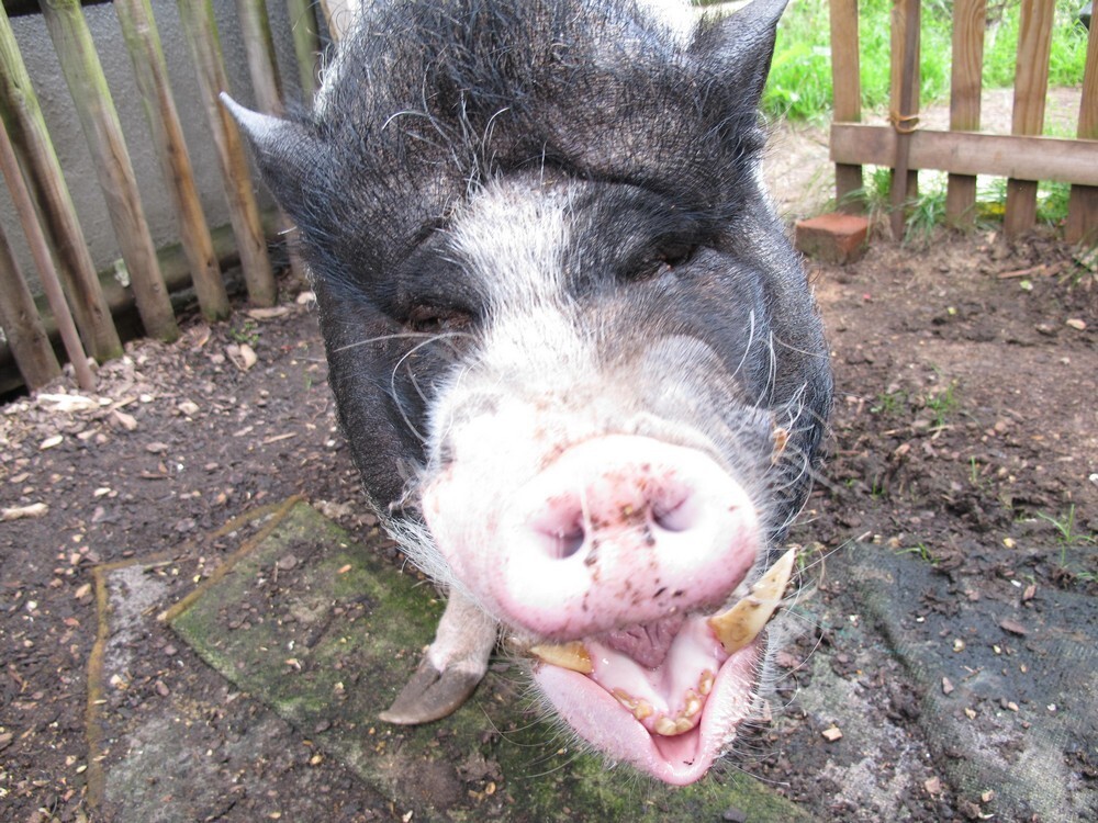 ���������