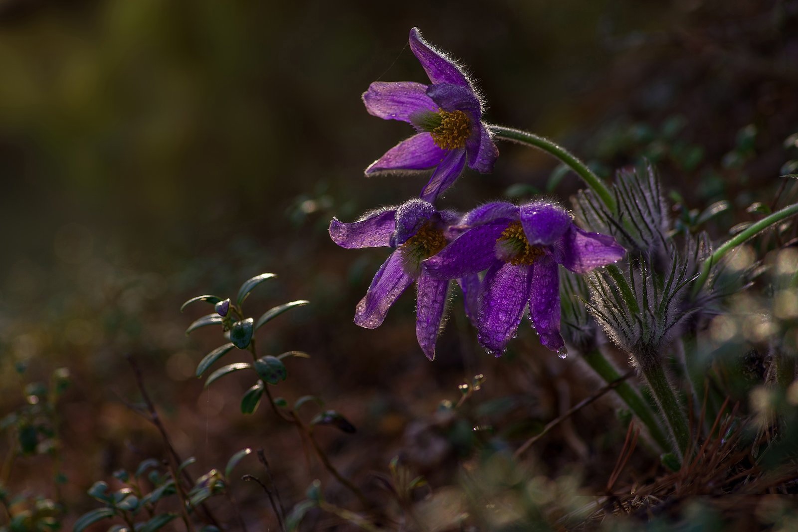 ���������