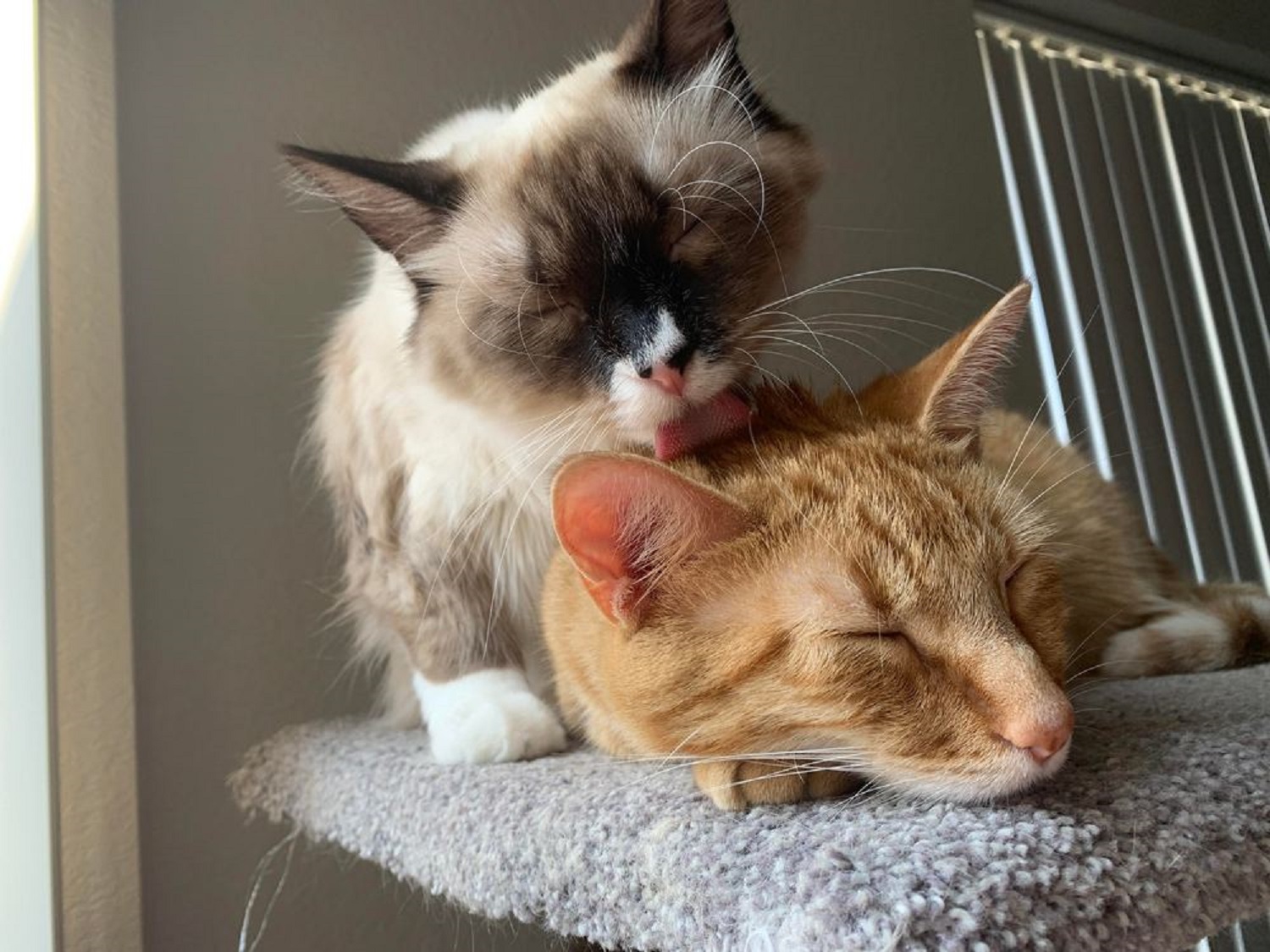 ���������