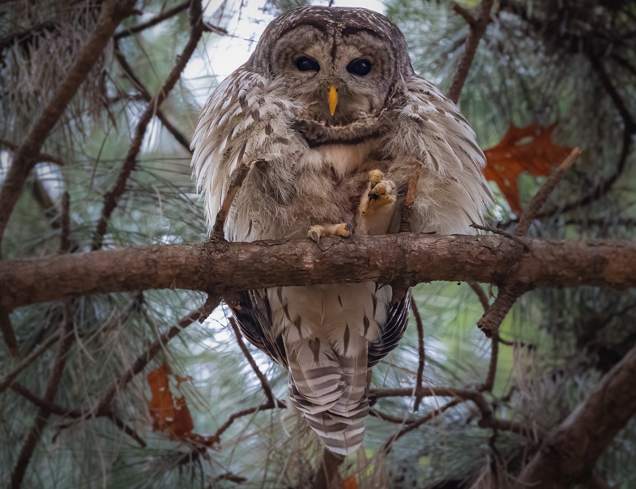 ���������