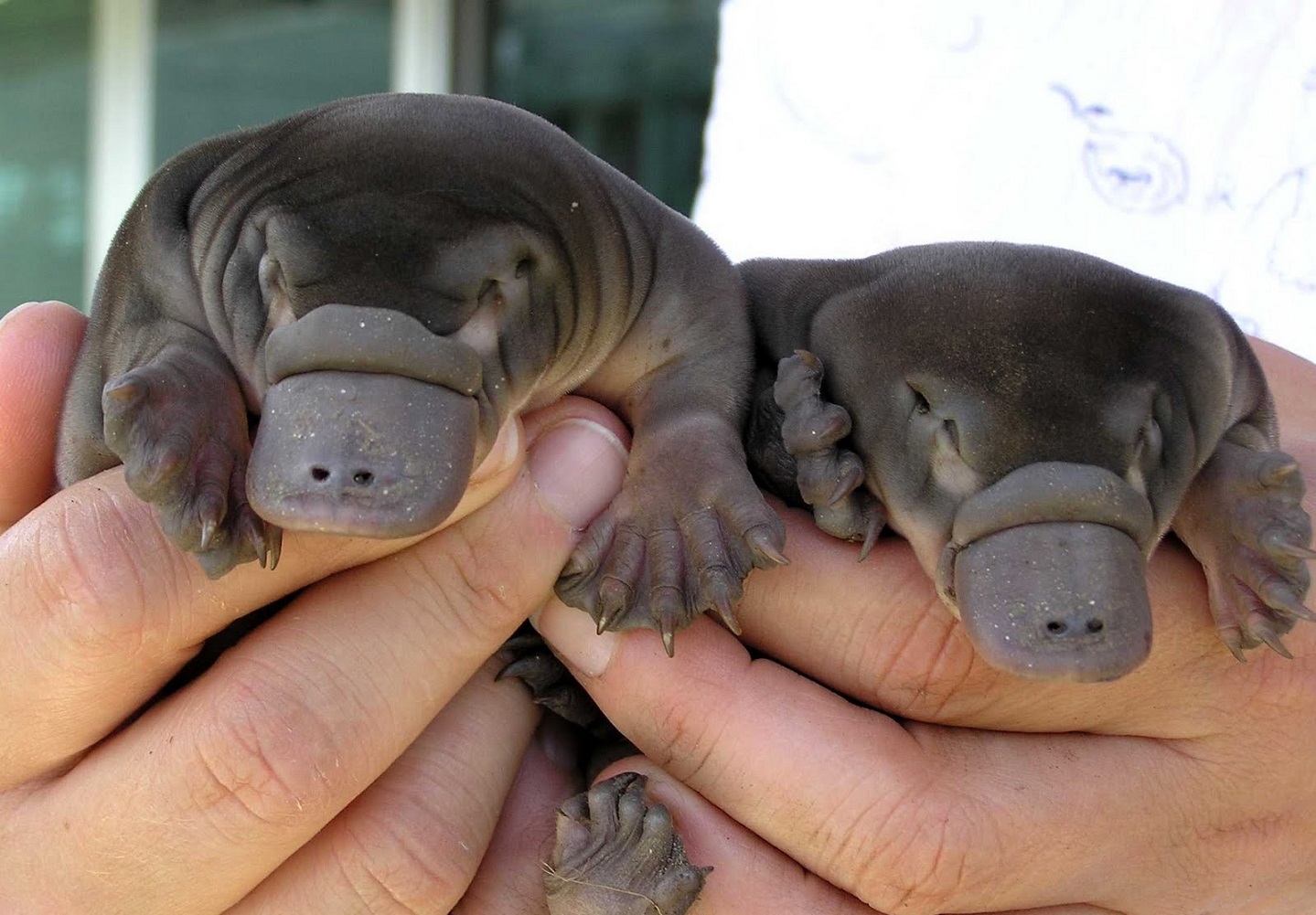 ���������