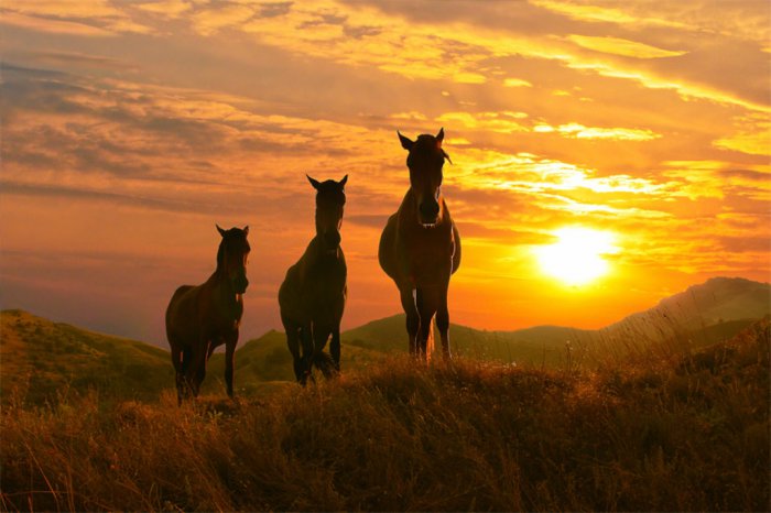 ���������