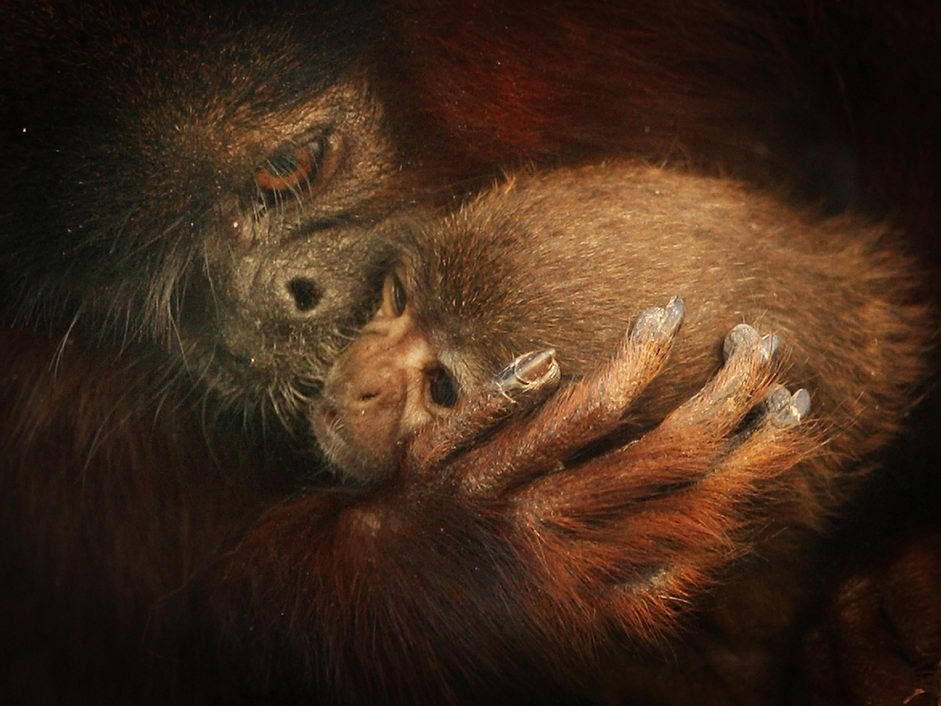 ���������