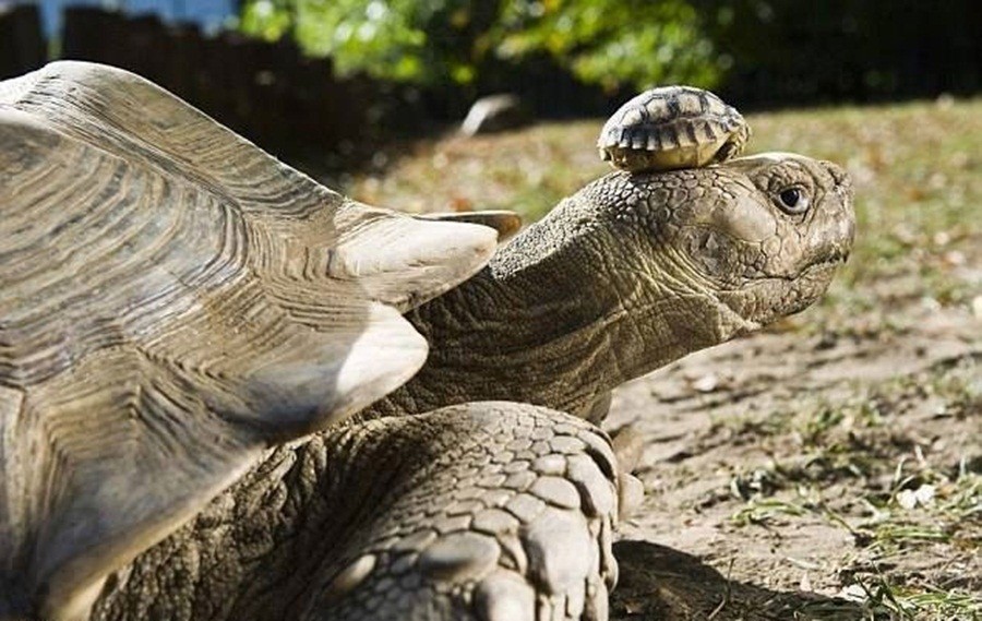 ���������