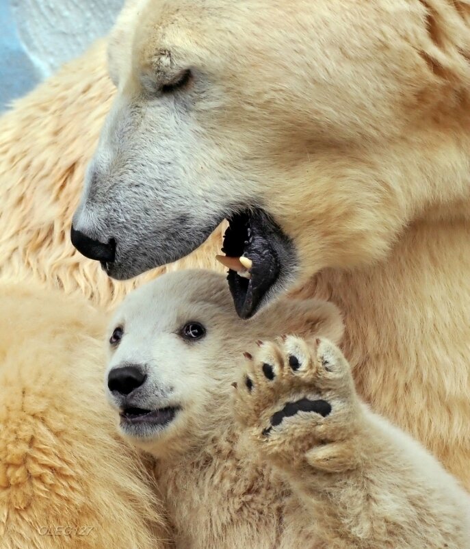 ���������