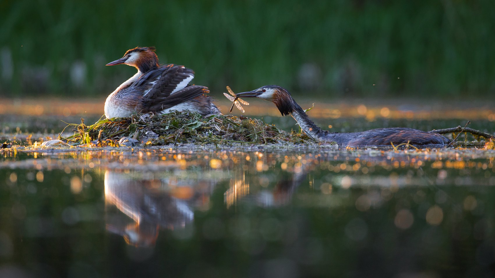 ���������