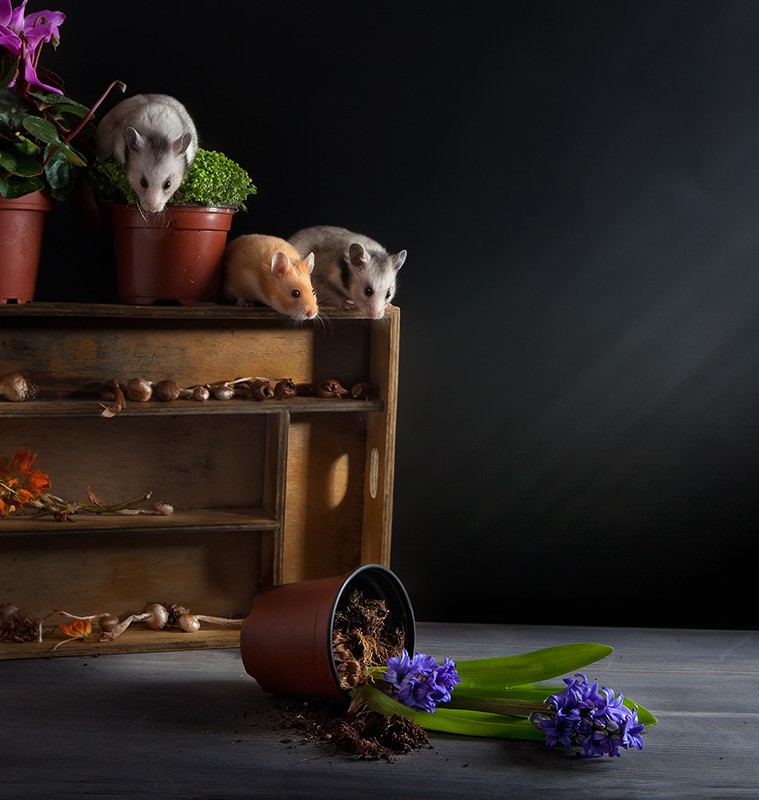 ���������