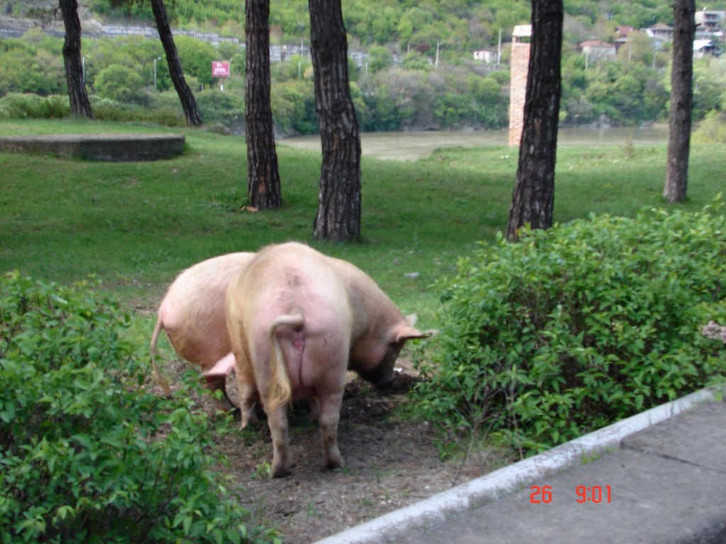 ���������