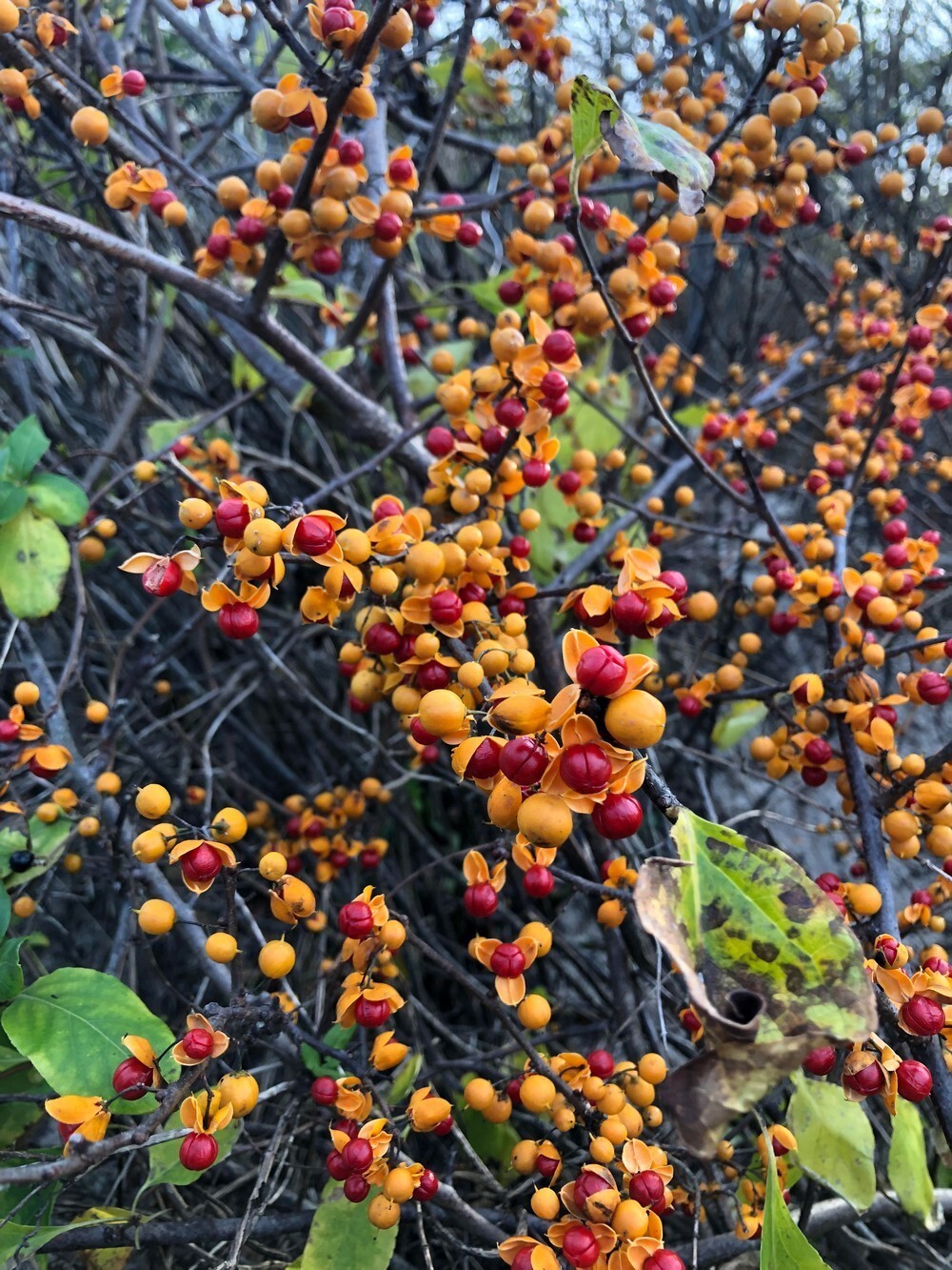 ���������