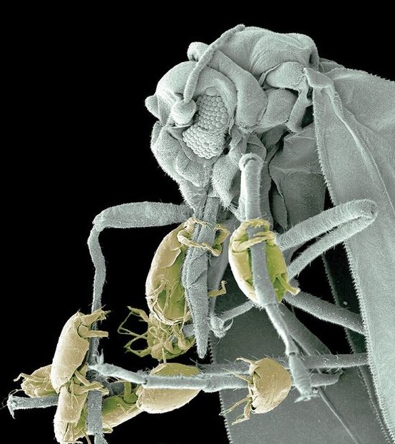 ���������