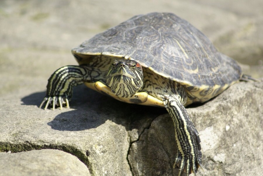 ���������