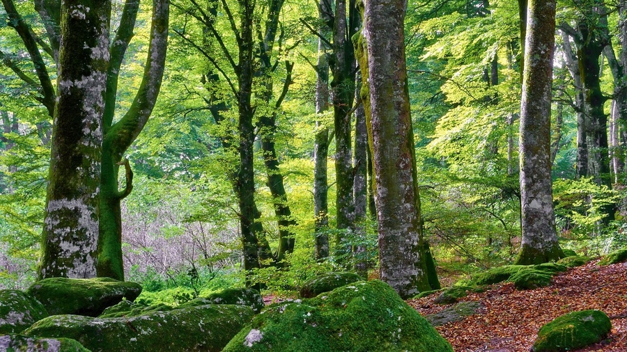 ���������