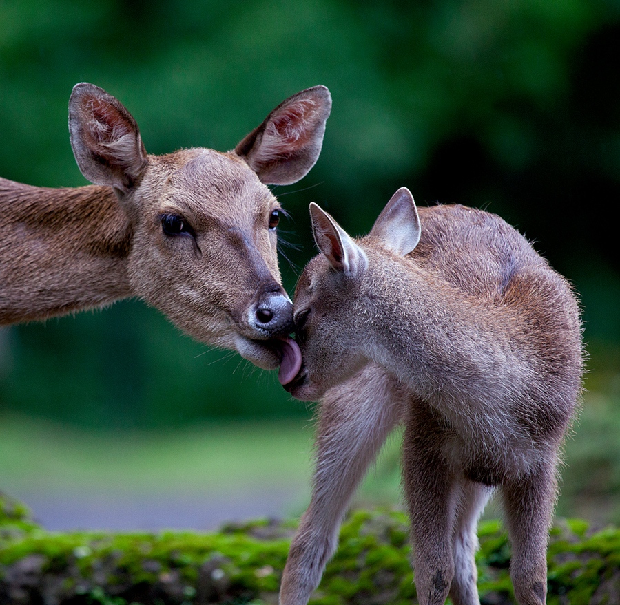 ���������