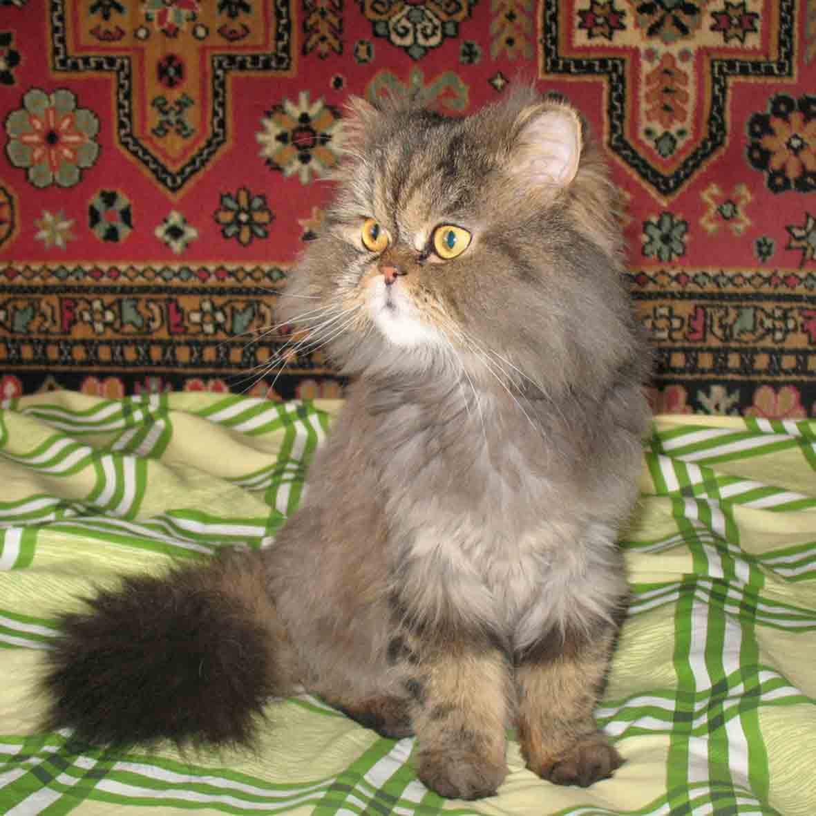 ���������