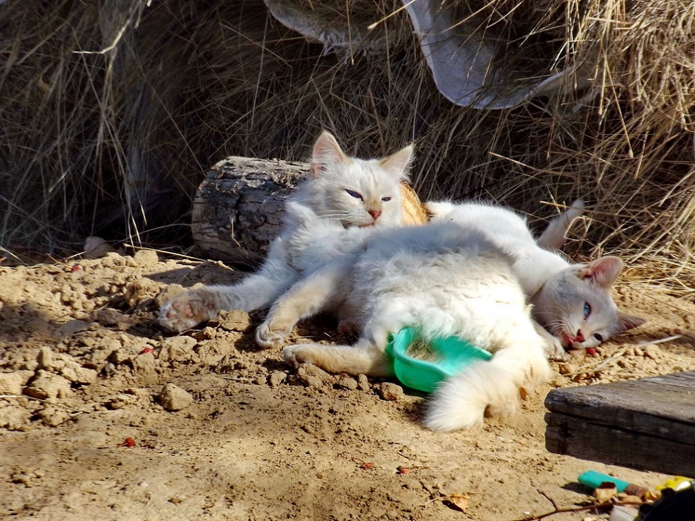 ���������