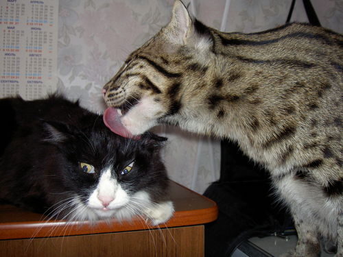 ���������