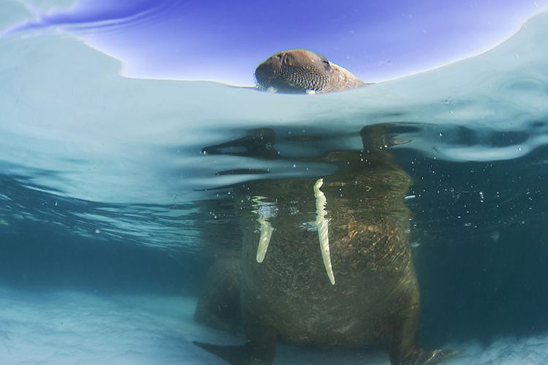 ���������