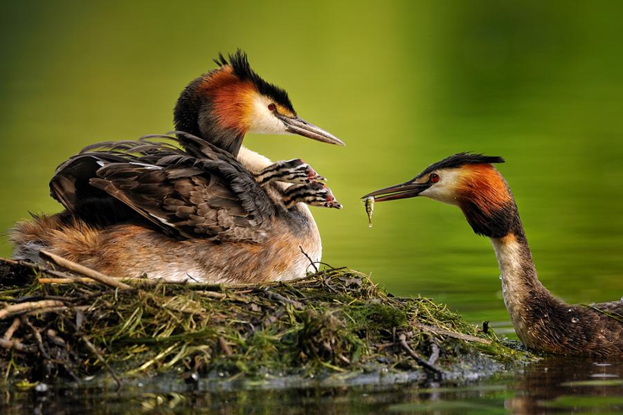 ���������