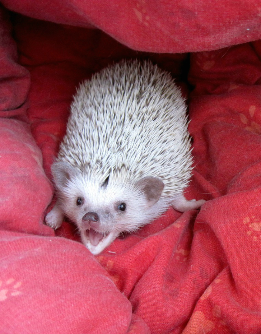 ���������