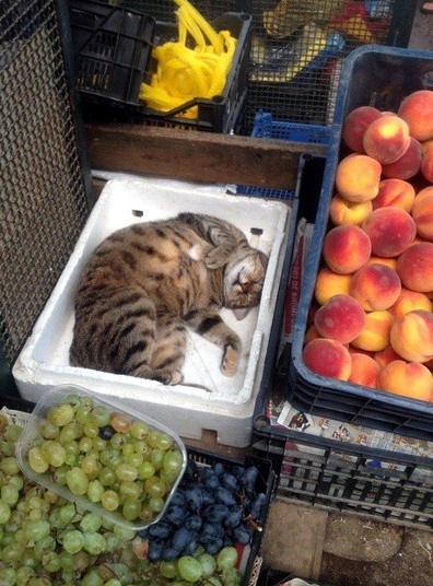 ���������