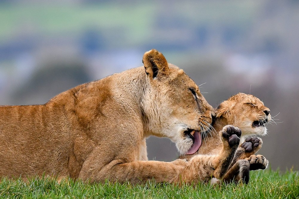 ���������