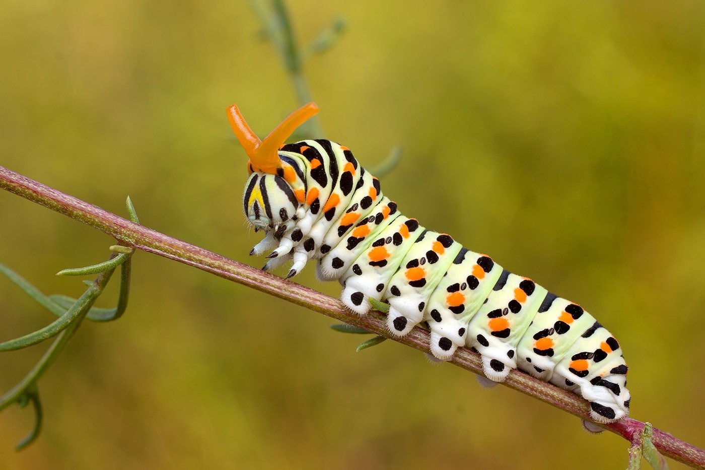 ���������