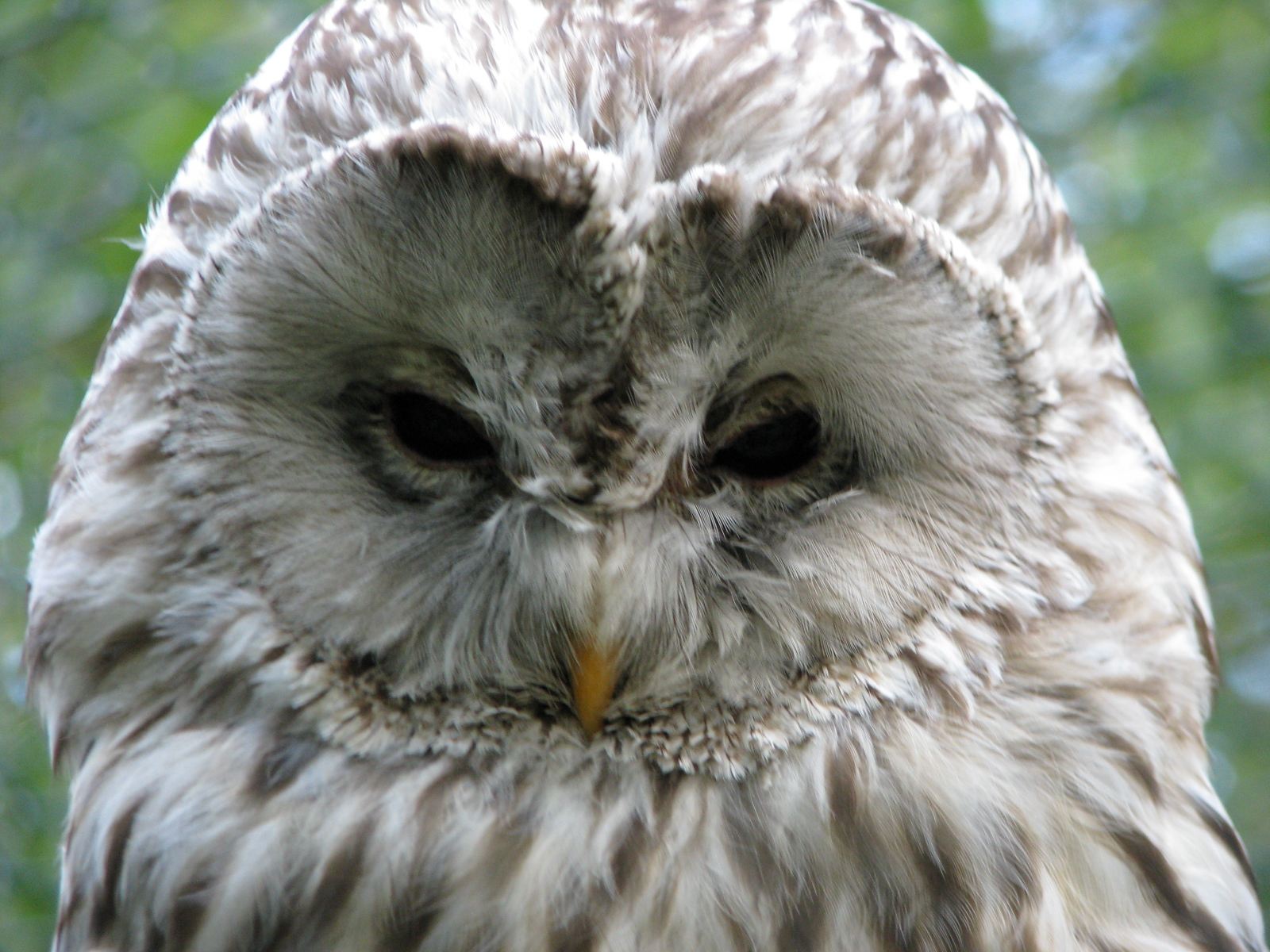 ���������