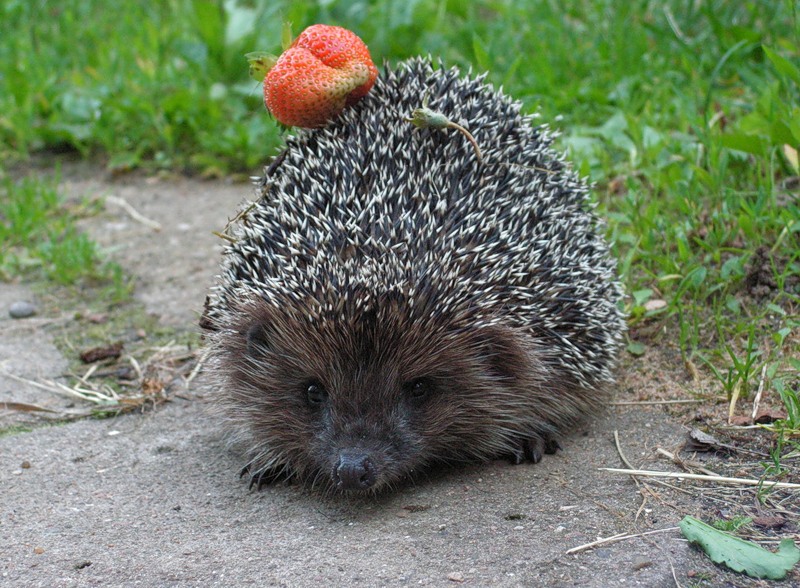 ���������