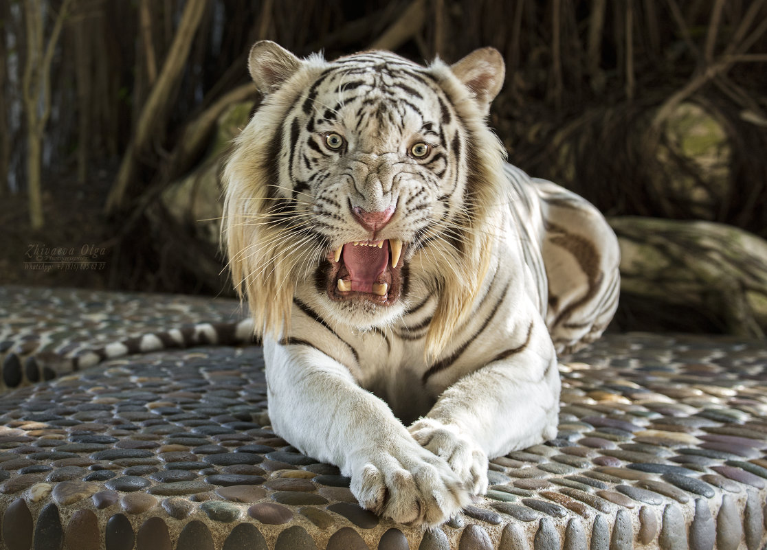 ���������