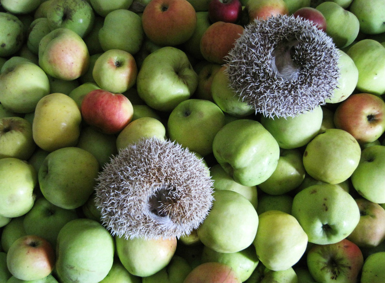 ���������