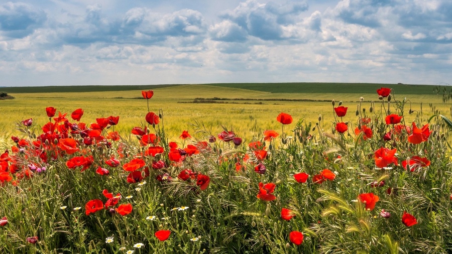 ���������