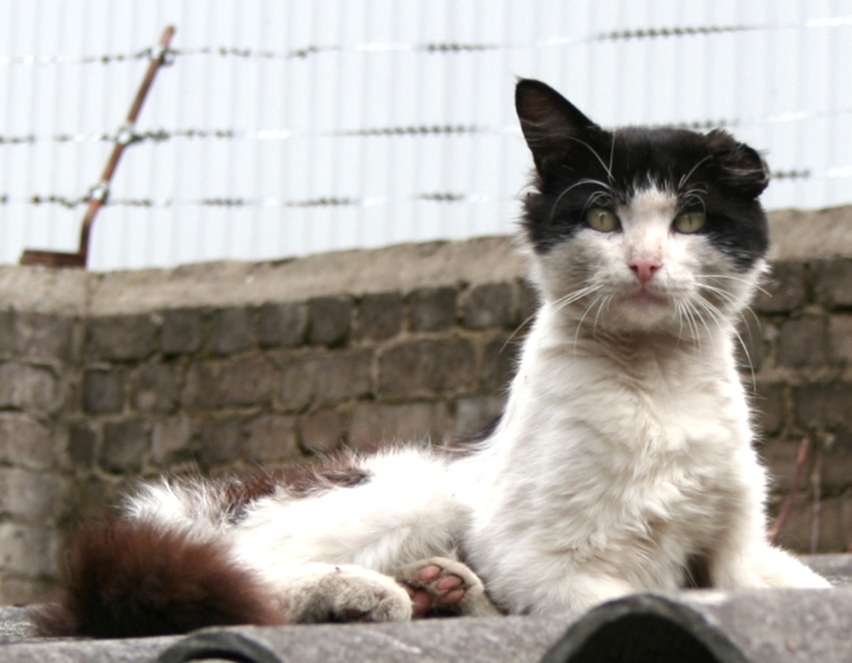 ���������