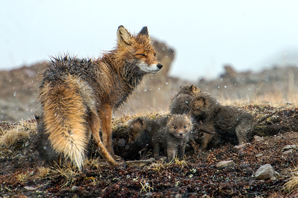 ���������