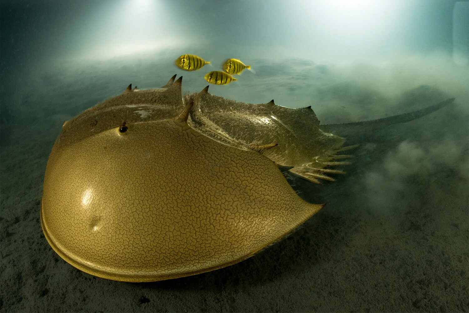 ���������