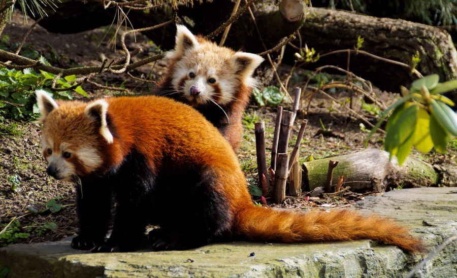 ���������