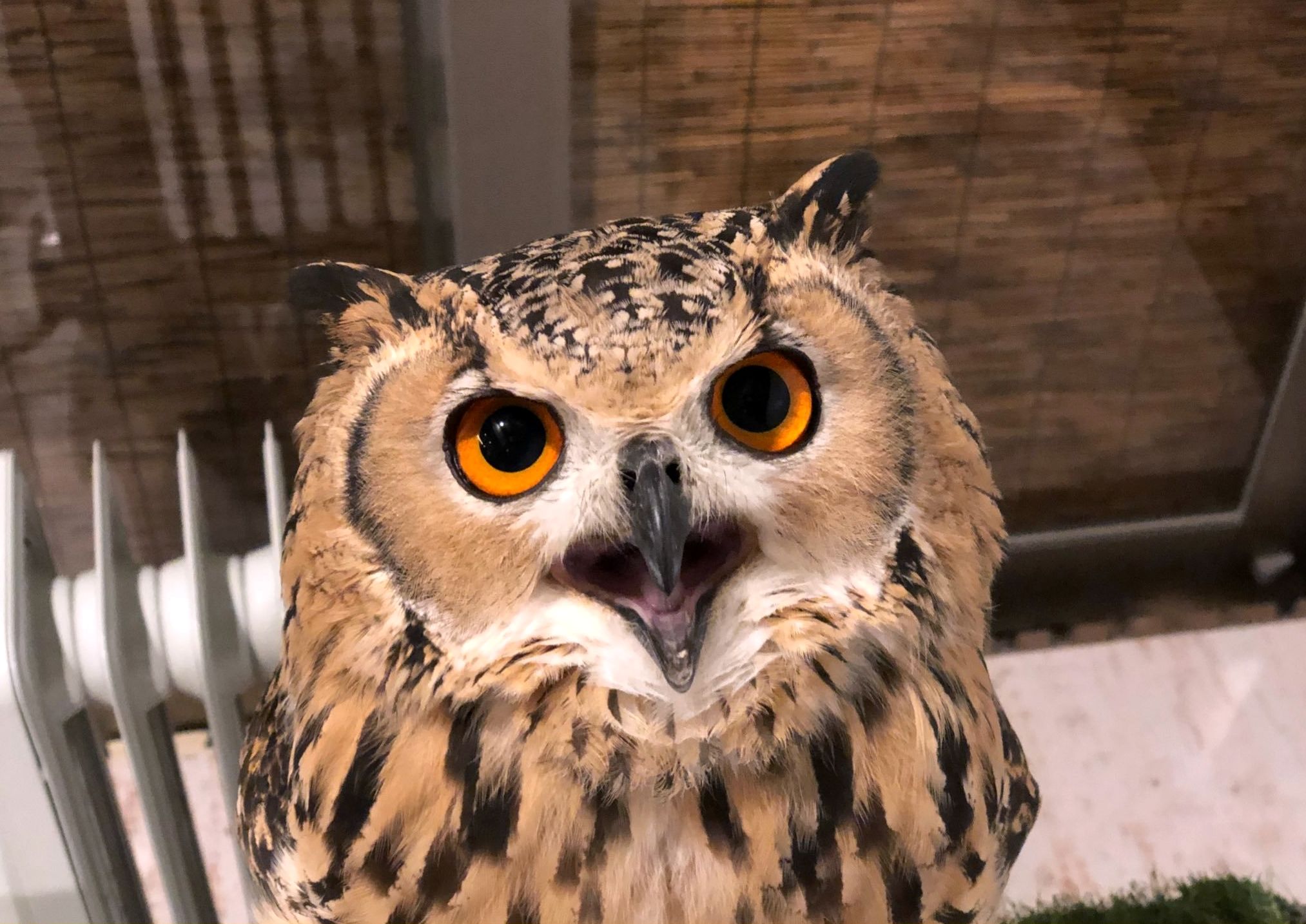 ���������