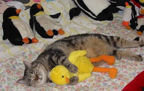 ���������