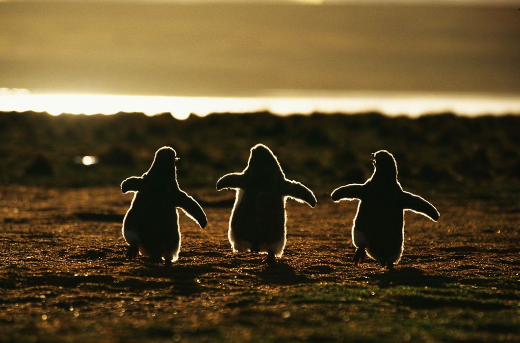 ���������