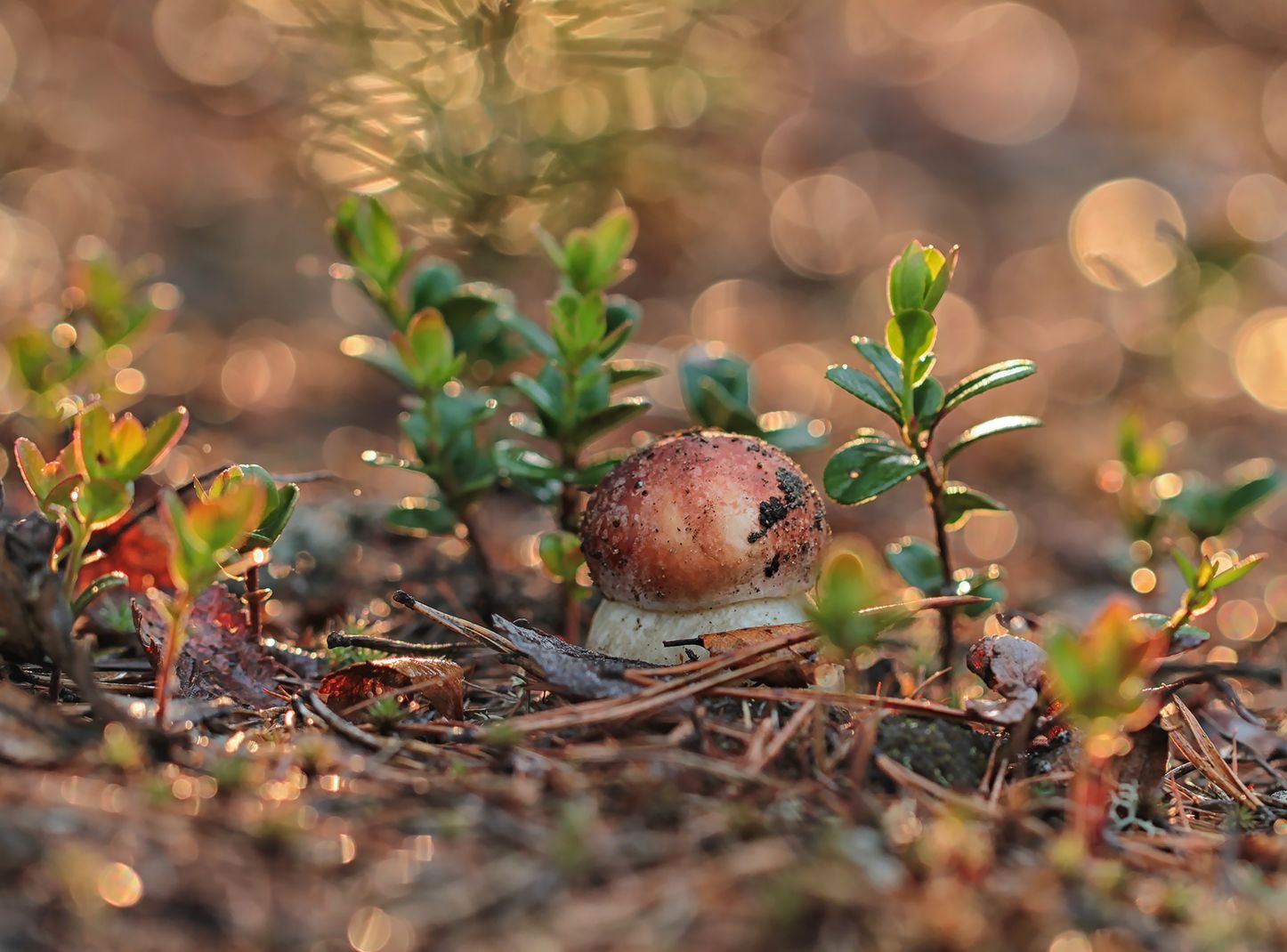 ���������