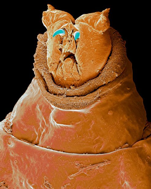 ���������